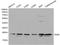 RAN, Member RAS Oncogene Family antibody, LS-C192300, Lifespan Biosciences, Western Blot image 