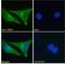 Troponin I3, Cardiac Type antibody, LS-C186615, Lifespan Biosciences, Immunofluorescence image 
