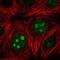 SET Domain Containing 7, Histone Lysine Methyltransferase antibody, NBP2-34101, Novus Biologicals, Immunofluorescence image 