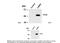 Tryptophan Hydroxylase 2 antibody, 50-242, ProSci, Western Blot image 