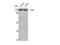 Protein Tyrosine Kinase 2 antibody, STJ93026, St John