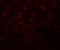 Coiled-Coil Domain Containing 47 antibody, 5511, ProSci, Immunofluorescence image 