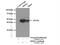 Mitogen-Activated Protein Kinase Kinase 2 antibody, 11049-1-AP, Proteintech Group, Immunoprecipitation image 