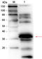 Folate Receptor Alpha antibody, R1080BS, Origene, Western Blot image 