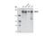 MutS Homolog 6 antibody, 5424P, Cell Signaling Technology, Western Blot image 