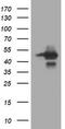 Tripartite Motif Containing 44 antibody, TA505513S, Origene, Western Blot image 