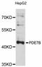 Phosphodiesterase 7B antibody, abx126339, Abbexa, Western Blot image 