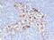Melanoma Cell Adhesion Molecule antibody, MBS439099, MyBioSource, Immunohistochemistry frozen image 