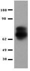 Perforin 1 antibody, 14-9392-82, Invitrogen Antibodies, Western Blot image 