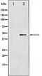 GATA Binding Protein 4 antibody, orb99436, Biorbyt, Western Blot image 