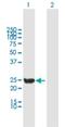 Cyclin Dependent Kinase 2 Interacting Protein antibody, H00051550-B01P, Novus Biologicals, Western Blot image 