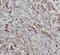 CgA antibody, FNab01686, FineTest, Immunohistochemistry frozen image 