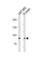 Semaphorin 6B antibody, abx034807, Abbexa, Western Blot image 