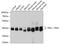 Erk1 antibody, 13-762, ProSci, Western Blot image 