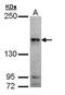 Misshapen Like Kinase 1 antibody, GTX108816, GeneTex, Western Blot image 