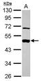 Mitogen-Activated Protein Kinase Kinase 2 antibody, PA5-27635, Invitrogen Antibodies, Western Blot image 