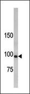 LLGL Scribble Cell Polarity Complex Component 1 antibody, PA5-12101, Invitrogen Antibodies, Western Blot image 