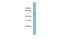 Eukaryotic Translation Termination Factor 1 antibody, A04157-1, Boster Biological Technology, Western Blot image 