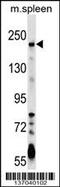 Neogenin antibody, 59-445, ProSci, Western Blot image 