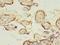 Solute Carrier Family 13 Member 4 antibody, LS-C372284, Lifespan Biosciences, Immunohistochemistry frozen image 