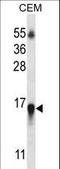 Histone Cluster 1 H2B Family Member N antibody, LS-C166898, Lifespan Biosciences, Western Blot image 