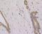 Sad1 And UNC84 Domain Containing 1 antibody, A03601, Boster Biological Technology, Immunohistochemistry paraffin image 