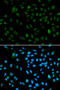 Nuclear Receptor Binding SET Domain Protein 3 antibody, 19-743, ProSci, Immunofluorescence image 