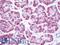 CD224 antibody, LS-B9924, Lifespan Biosciences, Immunohistochemistry frozen image 