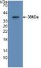 Apolipoprotein A2 antibody, MBS2006307, MyBioSource, Western Blot image 