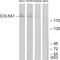 Collagen Type V Alpha 1 Chain antibody, LS-C119460, Lifespan Biosciences, Western Blot image 