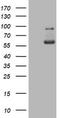Iododeoxyuridine antibody, LS-C337102, Lifespan Biosciences, Western Blot image 