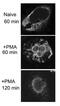 Elastase, Neutrophil Expressed antibody, ab21595, Abcam, Immunocytochemistry image 