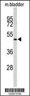 Actin Related Protein 3B antibody, 63-510, ProSci, Western Blot image 