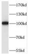 RAS P21 Protein Activator 3 antibody, FNab07125, FineTest, Western Blot image 