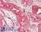 Orosomucoid 2 antibody, LS-C211501, Lifespan Biosciences, Immunohistochemistry paraffin image 