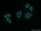 Receptor For Activated C Kinase 1 antibody, 10076-1-AP, Proteintech Group, Immunofluorescence image 