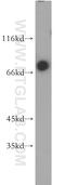 Transcription Factor 3 antibody, 21242-1-AP, Proteintech Group, Western Blot image 