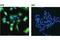 Annexin A1 antibody, 32934S, Cell Signaling Technology, Immunofluorescence image 