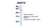 Anoctamin 10 antibody, PA5-43032, Invitrogen Antibodies, Western Blot image 