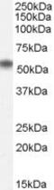 Nucleus Accumbens Associated 1 antibody, PA5-18685, Invitrogen Antibodies, Western Blot image 