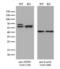 Apoptosis Inducing Factor Mitochondria Associated 1 antibody, LS-C795835, Lifespan Biosciences, Western Blot image 