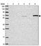 CCZ1 Homolog, Vacuolar Protein Trafficking And Biogenesis Associated antibody, PA5-62120, Invitrogen Antibodies, Western Blot image 