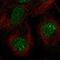 PITPNM Family Member 3 antibody, PA5-63642, Invitrogen Antibodies, Immunofluorescence image 