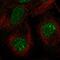 PITPNM Family Member 3 antibody, PA5-63642, Invitrogen Antibodies, Immunofluorescence image 