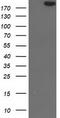 SNF2 Histone Linker PHD RING Helicase antibody, LS-C337139, Lifespan Biosciences, Western Blot image 