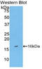 Fatty Acid Binding Protein 3 antibody, LS-C305276, Lifespan Biosciences, Western Blot image 