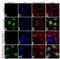 Cyclin Dependent Kinase 6 antibody, 711588, Invitrogen Antibodies, Immunofluorescence image 