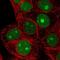 Selenoprotein H antibody, NBP2-14637, Novus Biologicals, Immunofluorescence image 