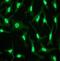 TCF7L2 antibody, ab76151, Abcam, Immunofluorescence image 