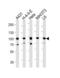 Heat Shock Protein 90 Alpha Family Class B Member 1 antibody, LS-C165051, Lifespan Biosciences, Western Blot image 